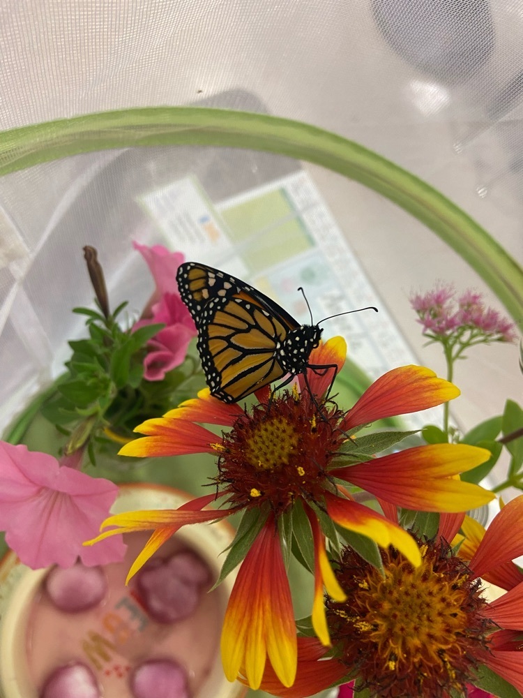 Butterflies!